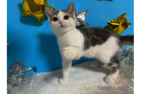 成約済の大阪府のスコティッシュフォールド-68354の3枚目